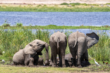 Wall Mural - Youn elephants wallow in mud in the marshes of Amboseli, Kenya