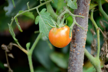 Poster - Close-up shot of a red ripe tomato growing with leaves and plant in the farm