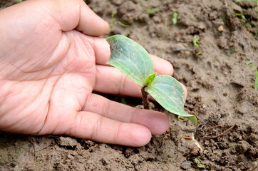 Canvas Print - Closeup shot of an Indian man holds a spinach plant in a greenhouse