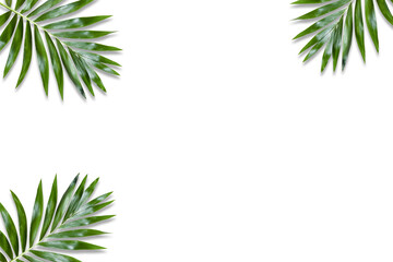  Minimal tropical green palm leaf on white paper background. Flat lay Top view with copy space for your text.