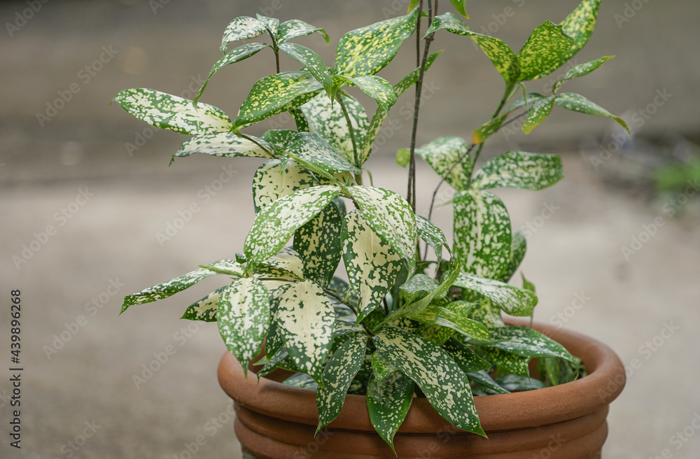 Photo Stock Gold-dust dracaena, Spotted dracaena,Florida Beauty,Dracaena  surculosa Lindl., commonly grown as an ornamental plant in homes, gardens  and office buildings. bright patterned leaves,native in Congo | Adobe Stock