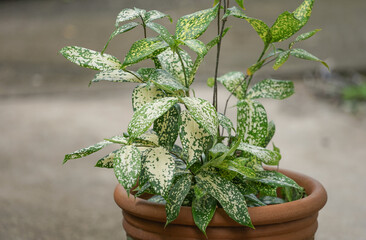 Gold-dust dracaena, Spotted dracaena,Florida Beauty,Dracaena surculosa Lindl., commonly grown as an ornamental plant in homes, gardens and office buildings. bright patterned leaves,native in Congo