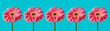 © Juan Moyano/Stocksy - pink gerbera daisies, banner format