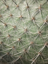 Detail Of Cactus Spines. UK.
