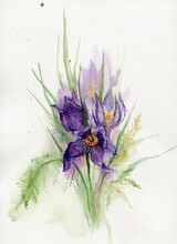 Watercolor Violet Flowers