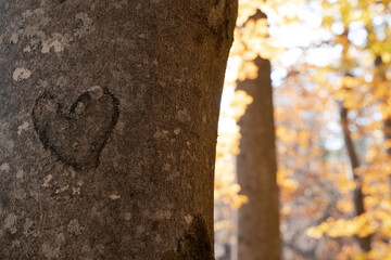 detail of heart shape in tree bark