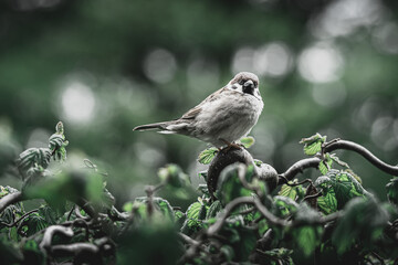 Poster - Sparrow perched on a tree branch