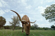 Texas longhorn cow grazing meadow pasture outdoor on farm.