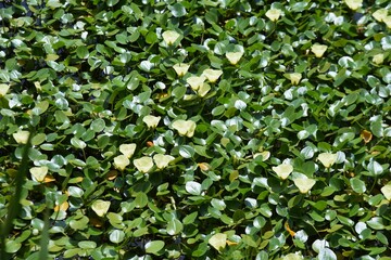 Canvas Print - Water poppy flowers in full bloom in the pond of the botanical garden. Limnocharitaceae perennial floating-leaved aquatic plant.