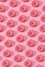 Pink Gerbera Daisies On A Pink Background