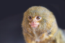 Portrait Of The Head Of The Smallest Dwarf Marmoset Monkey - Callithrix Pygmaea. It Is Dark Behind.