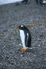 penguin on a beach