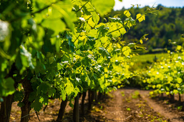 Poster - Row of vineyard landscape on the field under sunlight