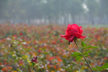 Wall Mural - Beautiful roses in garden, roses for Valentine Day