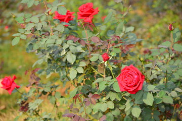 Wall Mural - Beautiful roses in garden, roses for Valentine Day