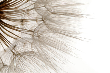 beautiful fluffy dandelion flower on white background, closeup