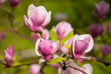 spring magnolia flowers, natural abstract soft floral background. beautiful flowers, delicate magnolia, in the garden or park. pink flower on green natural background. close-up