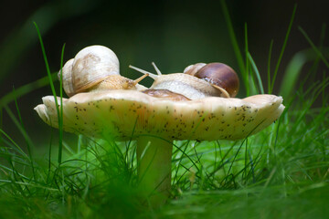 Large white snails with a brown striped shell, crawling in nature.