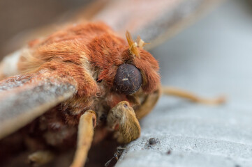 close up of a dead atlas moth (attacus atlas)