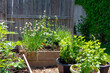 This small urban backyard garden contains square raised planting beds for growing vegetables and herbs throughout the summer.  Edging is used to keep grass out, and mulch helps keep weeds down.