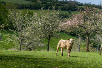 Fotomurales - Animal ferme vache 519