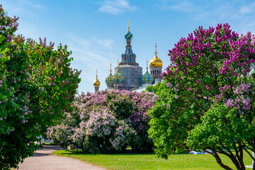 Wall Mural - Blooming lilacs on field of Mars with Church of Savior on Spilled Blood at background, Saint Petersburg, Russia