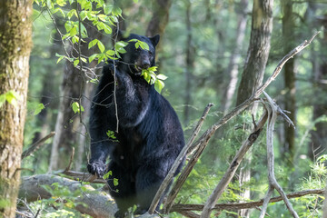 Poster - Closeup shot of a black bear in a forest on a blurred background