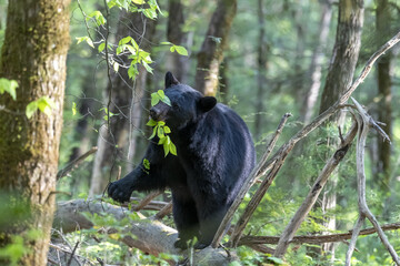 Poster - Closeup shot of a black bear in a forest on a blurred background