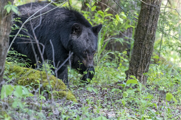 Poster - Closeup shot of a black bear in a forest on a blurred background