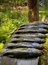 Fresh Caught Fish Piled Up On Wooden Board. Small Mouth And Large Mouth Bass 