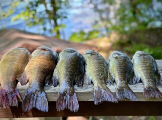 fresh caught fish piled up on wooden board. Small mouth and large mouth bass 