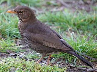 Sticker - Closeup of a female common blackbird (Turdus merula) standing on the grass