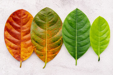 Wall Mural - Different age of leaves and colour set up on white concrete background. Ageing and seasonal concept colorful leaves with flat lay and copy space.