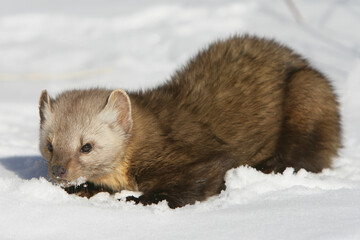 Wall Mural - Pine Martin in snow covered field