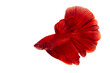 © halimqdn - The moving moment beautiful of betta fish on white background