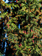 Wall Mural - beautiful blooming red pine cones on the branches of a blue spruce
