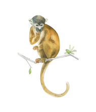 Watercolor Squirrel Monkey Isolated On White Background. Hand Drawn Realistic Illustration
