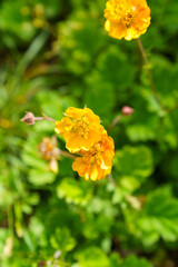 Wall Mural - Vertical shot of blooming Geum aleppicum flower