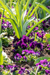 Vertical shot of purple pansies in a garden