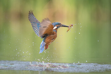 Aufkleber - A male kingfisher emerging out of the water with a fish
