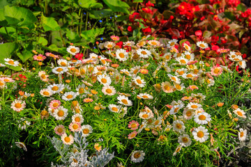 Canvas Print - White chamomile flowers in garden at spring