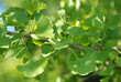 © MIKYIMAGENARTE - GINKGO BILOBA
