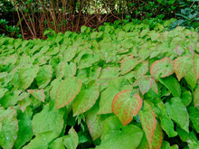 Wood Sorrels (Oxalidaceae) Green Leaves In Sunlight