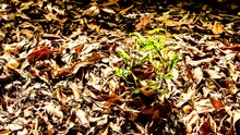 Time Lapse  Of Little Green  Plant  With Dry Leaves On The Ground, Out Door Chiangmai Thailand