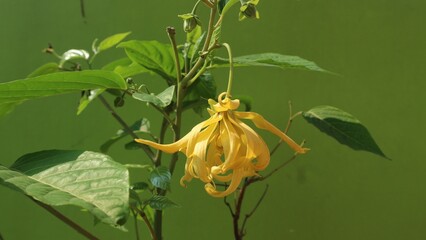 yellow flower in water. June 2, 2020 at 20:43 WIB. Ylang-ylang flowers or ylang flowers with a beautiful yellow color. taken at Grobogan, Central Java, Semarang