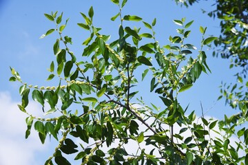 Sticker - Jujube flowers. Rhamnaceae deciduous fruit tree. Berry is edible and medicinal.