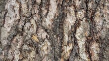 Tree Bark (Pinus Nigra), Black Pine