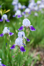 Gentle Light Blue Iris Flowers Blooming On Lawn