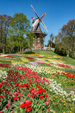 Fototapeta Tulipany - Tulpenfeld mit Windmühle