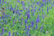 Closeup shot of purple vetch flowers on a meadow